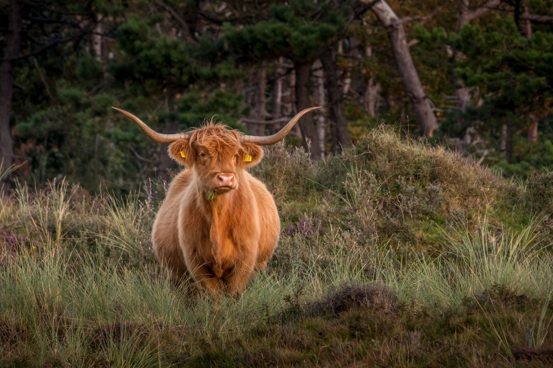 schotse-hooglanders-op-texel-hier-zijn-de-kuddes-vvv-texel